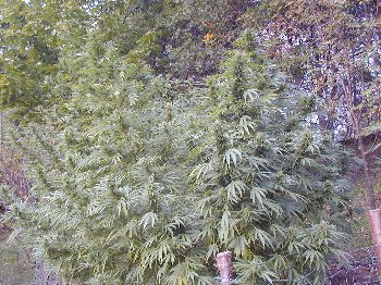 ahsan sboula dyal alkifffff